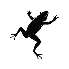 gecko on white background