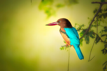 common kingfisher sitting on a branch.