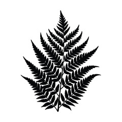 fern leaves isolated on white