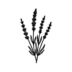 lavender isolated on white