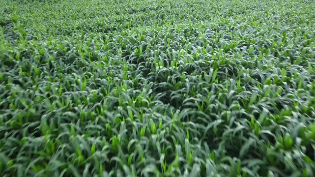 Aerial Drone View of Corn Field &ndash; Agricultural Landscape and Farmland Pattern Concept