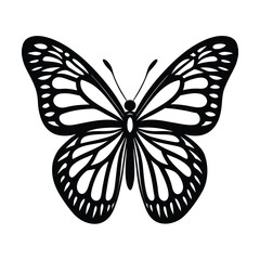 butterfly on white background