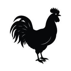 rooster isolated on white background