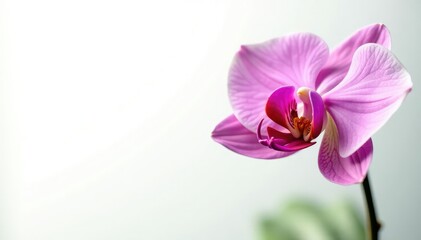 Obraz premium Delicate orchid petals unfolding on white background, greenery, nature