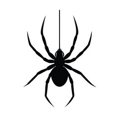 spider on white background