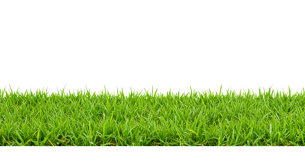 Green Grass Border Isolated On Transparent Background

