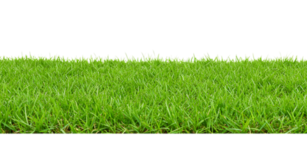Green Grass Border Isolated On Transparent Background

