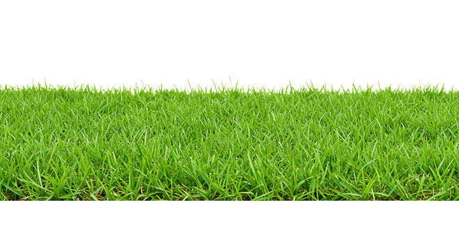 Green Grass Border Isolated On Transparent Background

