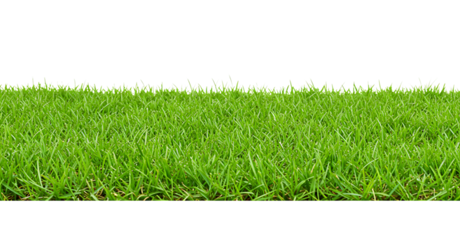 Green Grass Border Isolated On Transparent Background

