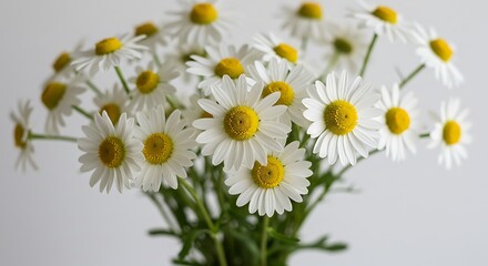 Obraz premium Daisies in Soft Light AI Generated