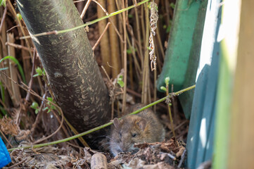 Ratte auf Nahrungssuche