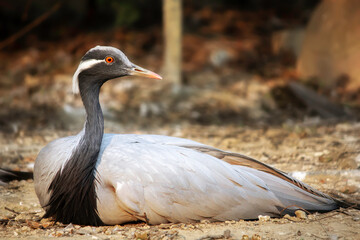 Grey demoiselle crane.