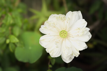 Obraz premium Blossom lotus flower, blooming white lotus flower with green leaf.