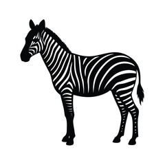 zebra vector illustration