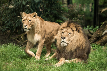 Lions in DierenPark Amersfoort

