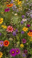 Blooming Garden Burst: A vibrant, close-up capture of diverse wildflowers in full bloom, creating a vivid tapestry of colors and textures. A symphony of petals and stems.