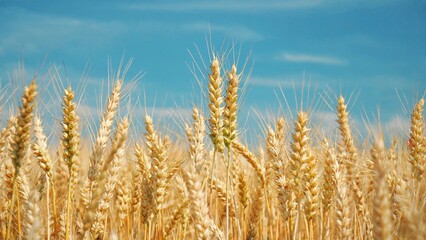 Fototapeta premium Brown wheat stalks standing tall under a clear blue sky, indicating a successful harvest.