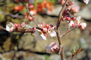 Closeup of Japanese Quince blossom and buds, Derbyshire England
