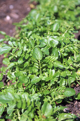 Closeup of Land Cress sprouting in Spring, Derbyshire England
