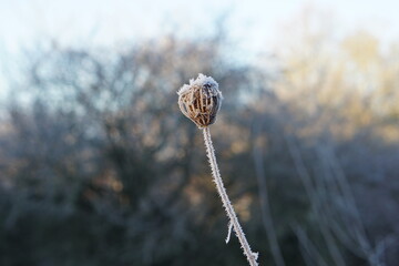 frozen plant, seed pods, glittering frost, Frozen world, frosty morning, UK, suffolk, January 2025, sunny day, landscape, houses, haverhill, conifer, nature, bird food, contrast, macro