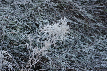 frozen plant, seed pods, glittering frost, Frozen world, frosty morning, UK, suffolk, January 2025, sunny day, landscape, houses, haverhill, conifer, nature, bird food, contrast, macro, fluffy, 