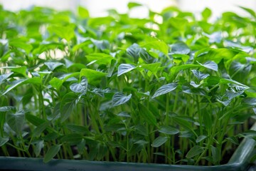 Seedlings on the windowsill. Gardening