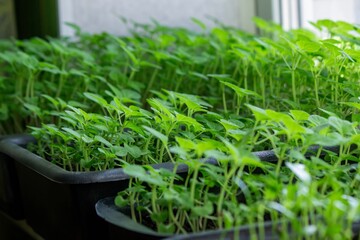 Seedlings on the windowsill. Gardening