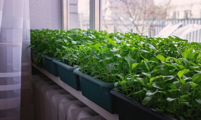 Seedlings on the windowsill. Gardening
