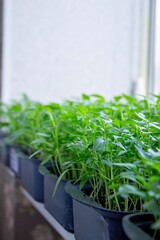 Seedlings on the windowsill. Gardening