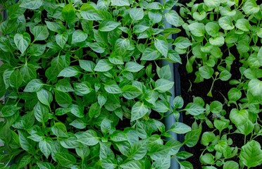 Seedlings on the windowsill. Gardening