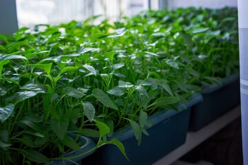 Seedlings on the windowsill. Gardening