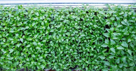 Seedlings on the windowsill. Gardening