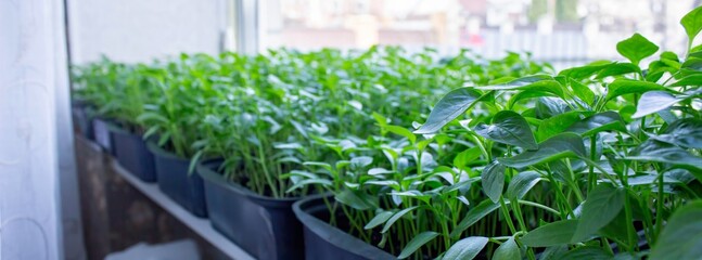 Seedlings on the windowsill. Gardening