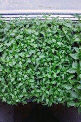 Seedlings on the windowsill. Gardening