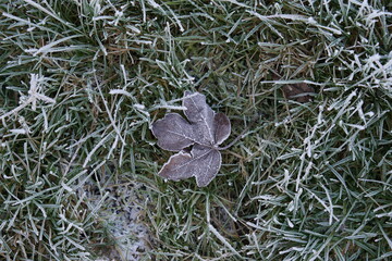 Frozen maple leaf on the grass, frosty morning, UK, suffolk, January 2025
