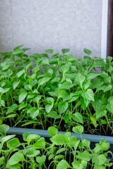 Seedlings on the windowsill. Gardening