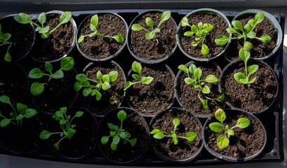 A group of seedlings growing in pots on a windowsill. Seedlings in pots.