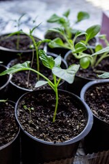 A group of seedlings growing in pots on a windowsill. Seedlings in pots.
