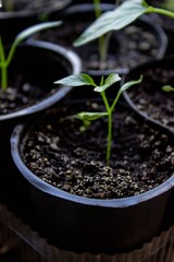 A group of seedlings growing in pots on a windowsill. Seedlings in pots.