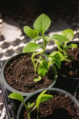 A group of seedlings growing in pots on a windowsill. Seedlings in pots.