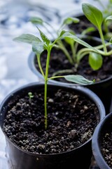 A group of seedlings growing in pots on a windowsill. Seedlings in pots.