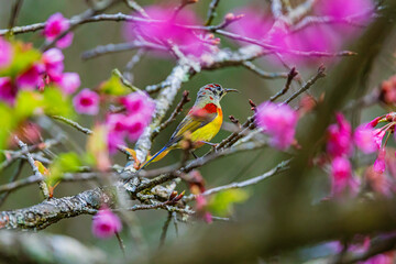 Sakura pink thailand and bulbul in mountain