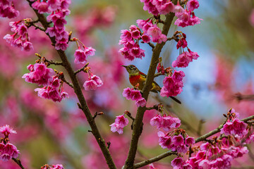 Sakura pink thailand and bulbul in mountain