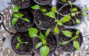 A group of seedlings growing in pots on a windowsill. Seedlings in pots.