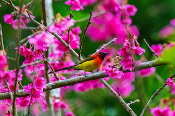 Sakura pink thailand and bulbul in mountain