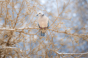 Tourterelle turque (Streptopelia decaocto) sur une branche - Illustration générée par IA
