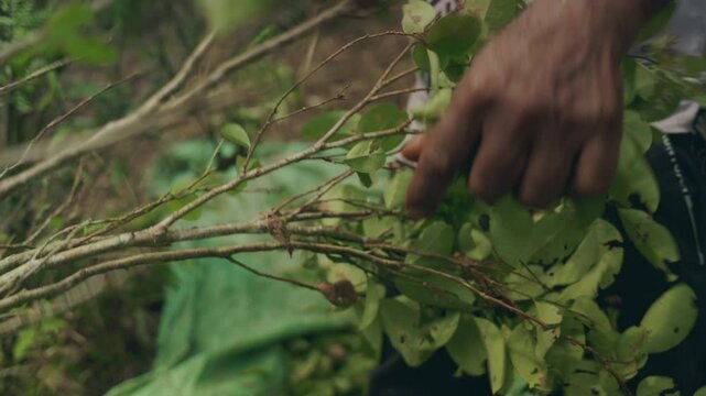 Cocaine Farmer Plants cultivation Coca leaves farming Colombia South America