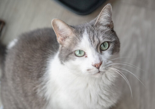 A high-resolution close-up of a domestic cat with striking green eyes, gray and white fur, and a calm, inquisitive expression. The cat is looking directly at the camera, creating a sense of connection