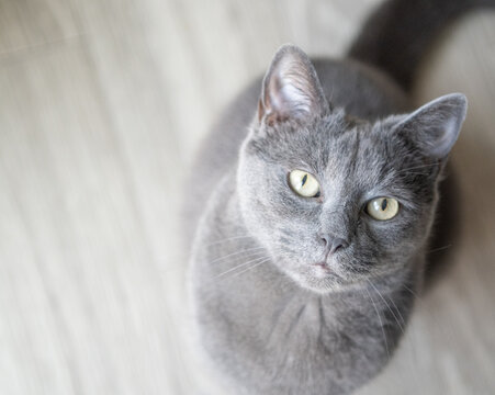 A close-up portrait of a gray cat with green eyes, looking upward with curiosity. The soft lighting highlights the cat&rsquo;s sleek fur and alert expression. The background is a neutral, blurred floor .