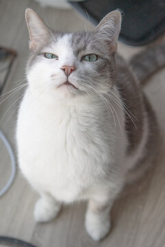 A high-resolution close-up of a domestic cat with striking green eyes, gray and white fur, and a calm, inquisitive expression. The cat is looking directly at the camera, creating a sense of connection